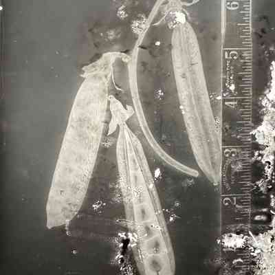 Glass Plate Negative, Peas