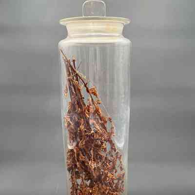 Apothecary Bottle