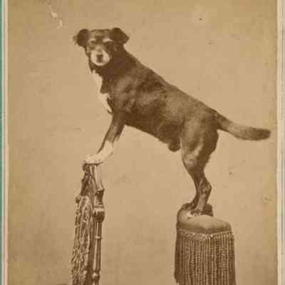 Carte-de-Visite