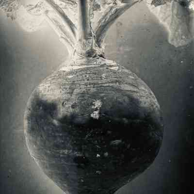 Glass Plate Negative, Turnip