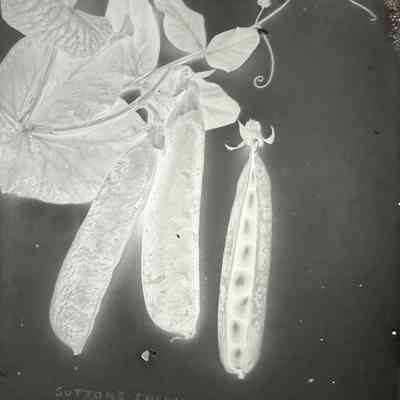 Glass Plate Negative, Peas