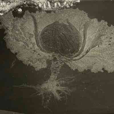 Glass Plate Negative, Cabbage
