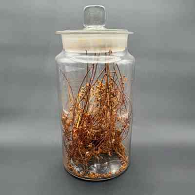 Apothecary Bottle