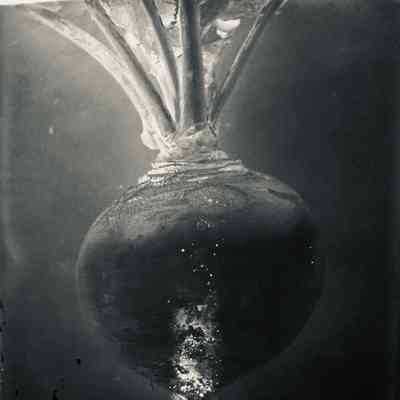 Glass Plate Negative, Turnip