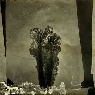 Plate Glass Negative, Chinese Cabbage