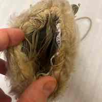 Muff - Image 3