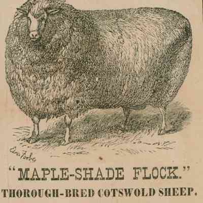 Advertisement, Cotswold Sheep
