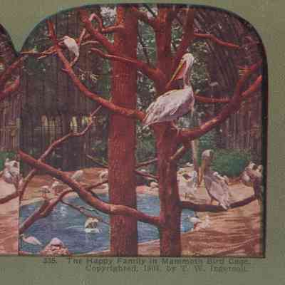 Stereograph