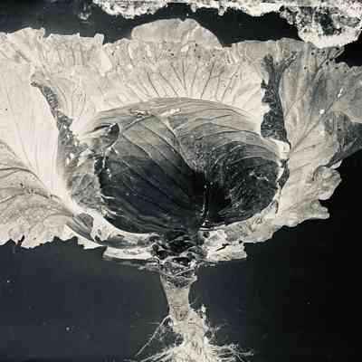 Glass Plate Negative, Cabbage
