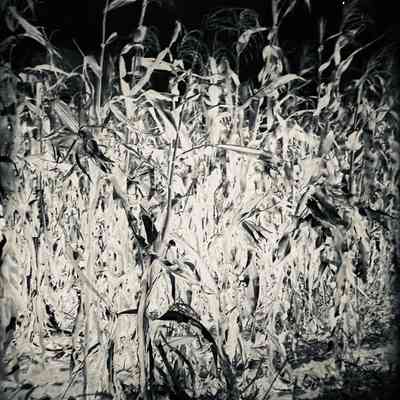Glass Plate Negative, Corn