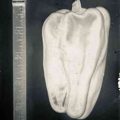 Glass Plate Negative, Pepper