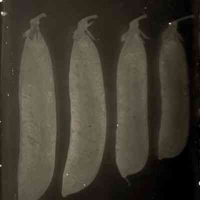 Glass Plate Negative, Peas