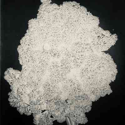 Glass Plate Negative, Parsley