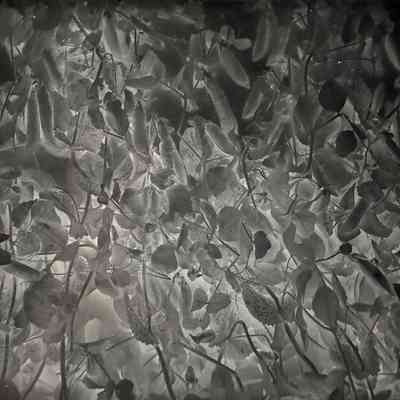 Glass Plate Negative, Peas