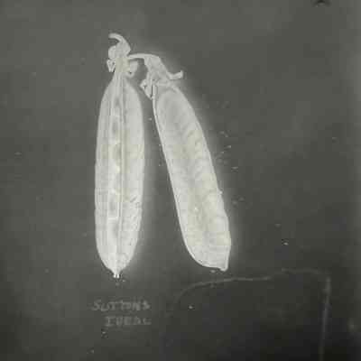 Glass Plate Negative, Peas
