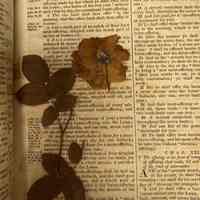 Pressed rose