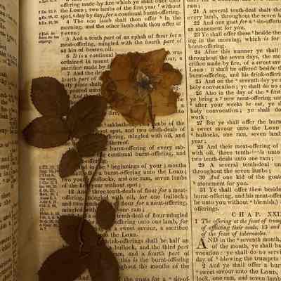 Pressed rose