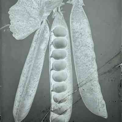 Glass Plate Negative, Peas