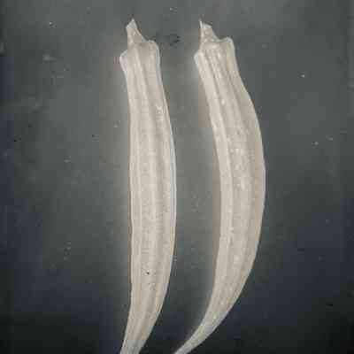 Glass Plate Negative, Okra