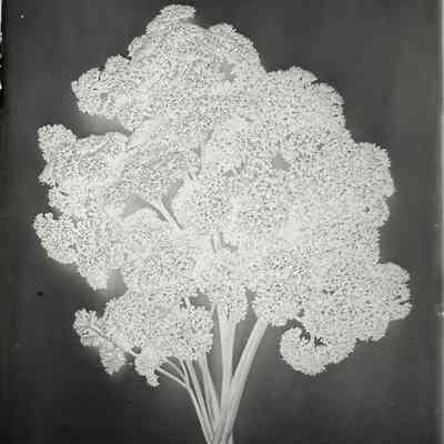 Glass Plate Negative, Parsley