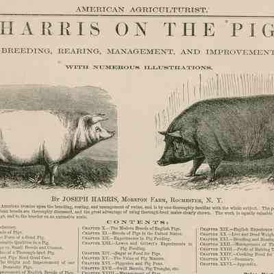 Advertisement, Harris on the Pig