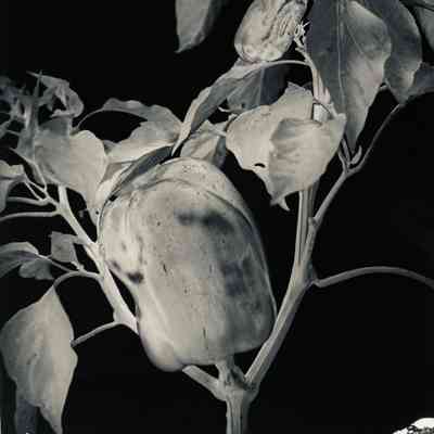 Glass Plate Negative, Pepper