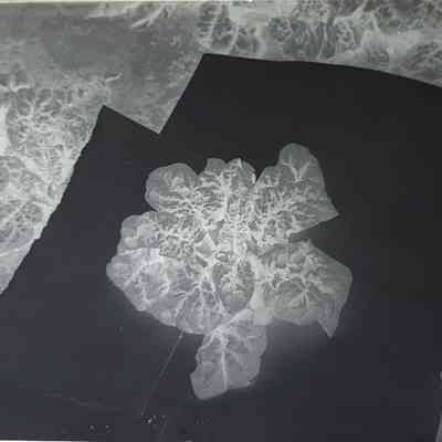 Glass Plate Negative, Spinach