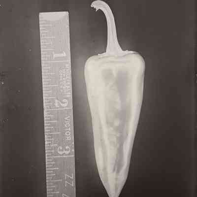 Glass Plate Negative, Pepper