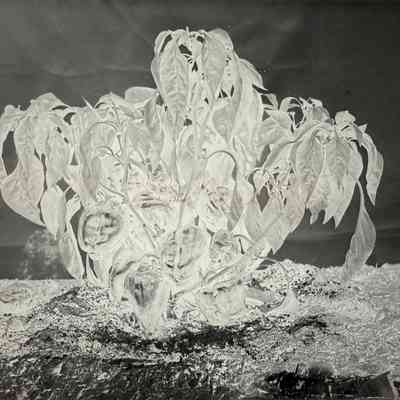 Glass Plate Negative, Peppers