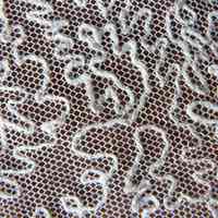 Capelet - Image 3
