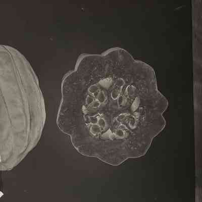 Glass Plate Negative, Squash