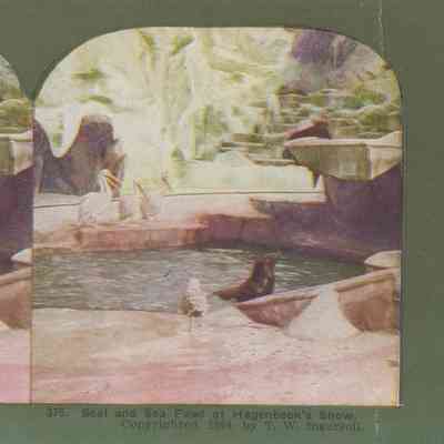 Stereograph