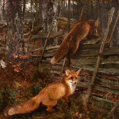 The Foxes