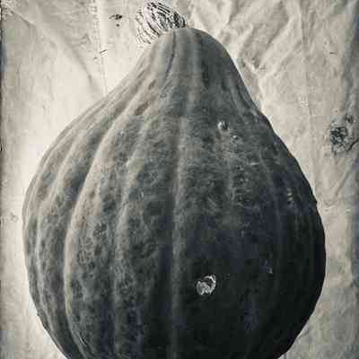Glass Plate Negative, Squash