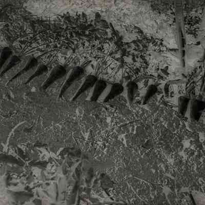 Glass Plate Negative, Parsnips