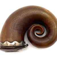 Horn Snuffbox - Image 2