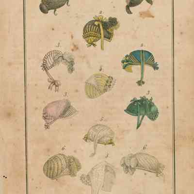 3 Coiffure Views, 13 Caps and Bonnets