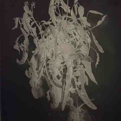 Glass Plate Negative, Pepper