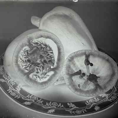 Glass Plate Negative, Pepper