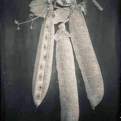 Glass Plate Negative, Peas