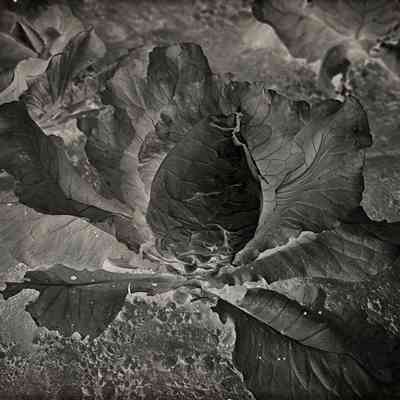 Glass Plate Negative, Cabbage