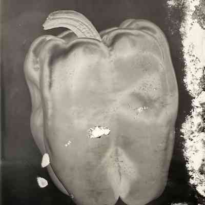 Glass Plate Negative, Pepper