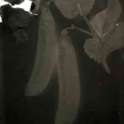 Glass Plate Negative, Peas