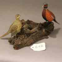 Miniature Ringed Necked Pheasant carving - Image 2
