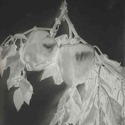 Glass Plate Negative, Peppers