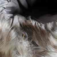 Muff - Image 2