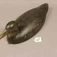 Black Duck - Image 3