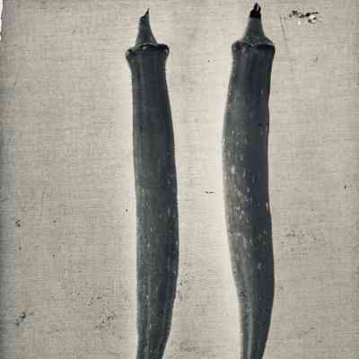 Glass Plate Negative, Okra