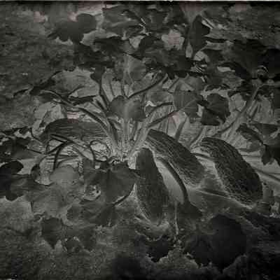 Glass Plate Negative, Squash
