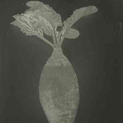 Glass Plate Negative, Mangle